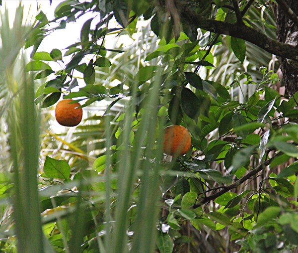 065-Апельсиновые деревья